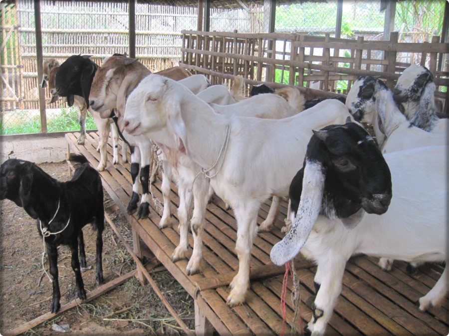 Pembuatan Usaha Ternak Kambing dan Domba